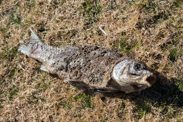 Dead Fish on The Ground