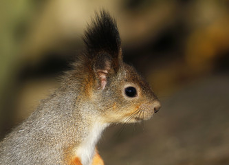 Naklejka na ściany i meble Head of the Red Squirrel Sciurus vulgaris seen from side, Finland.