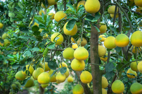 Ripe and green pomelo fruit tree in the garden.