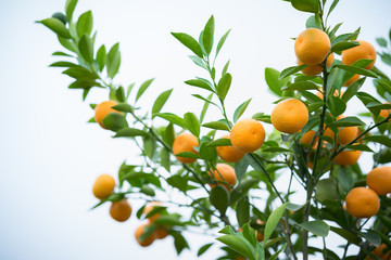 Kumquat tree. Together with Peach blossom tree, Kumquat is one of 2 must have trees in Vietnamese Lunar New Year holiday in north.