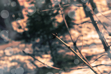 Bare branches with swollen buds on blurred background.