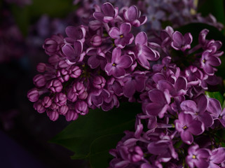 Naklejka na ściany i meble Lilac flowers. Purple spring flowers. Floral background