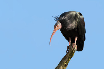 Northern Bald Ibis
