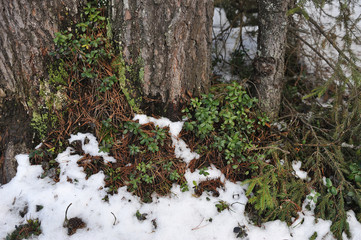 Cranberry in beginning spring.