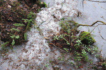 Obraz premium Cranberry in beginning spring.