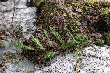 Cranberry in beginning spring.