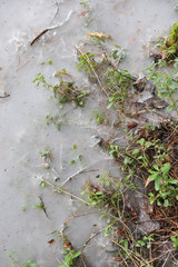 Cranberry in beginning spring.