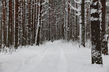 road in a beautiful winter pine forest