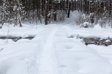 snow-covered forest and a bridge across the stream
