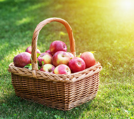 Apple harvest. Ripe red apples in the basket on the green grass.