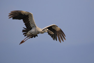 Image of an Asian openbill stork(Anastomus oscitans) flying in the sky. Bird, Wild Animals.