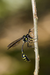 Image of potter wasp(Phimenes flavopictus) eating the bait on a branch. Insect. Animal