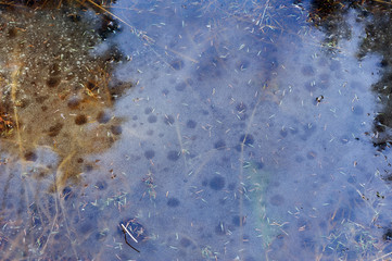 Puddle in forest in beginning of spring