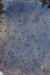 Puddle in forest in beginning of spring