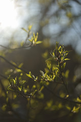 Green leaves in the spring season