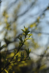 Green leaves in the spring season