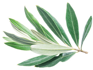 Naklejka na ściany i meble Olive leaves on the white background.