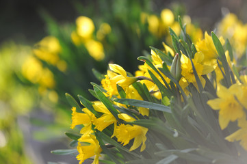 Fresh narcissus on flowerbed in beginning of summer