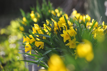 Fresh narcissus on flowerbed in beginning of summer