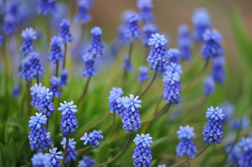 Obraz premium muscari flowers on flowerbed