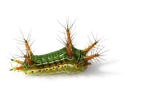 Image of Stinging Nettle Slug Caterpillar (Cup Moth, Limacodidae) "Green Marauder" on a white background. Insect. Worm. Animal.