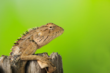 Image of brown chameleon on the stumps on the natural background. Reptile. Animal.
