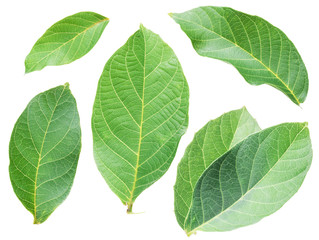 Collection of walnut leaves on white background.