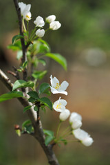 Blossom of apple tree