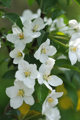 Blossom of apple tree