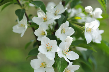 Obraz na płótnie Canvas Blossom of apple tree