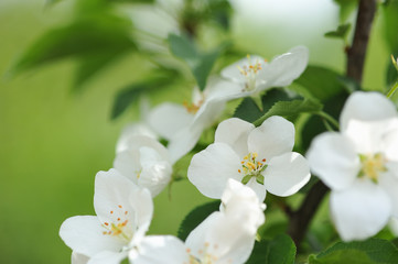 Fototapeta na wymiar Blossom of apple tree