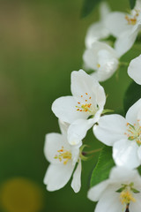 Fototapeta na wymiar Blossom of apple tree