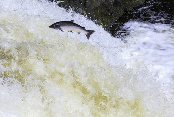 Large atlantic salmon leaping up the waterfall on their way migration route to their spawning ground