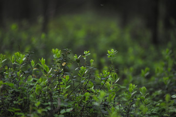 Fototapeta na wymiar Cranberry bushes