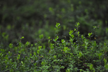 Cranberry bushes
