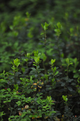 Cranberry bushes