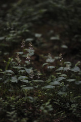 Mysterious forest