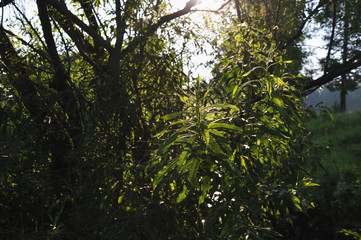 Green foliage