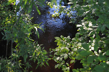 Green foliage