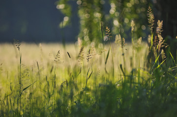 Obraz premium Field grass