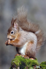 red squirrel;british mammal;sciurus vulgaris;highlands;scotland