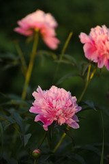 Peony