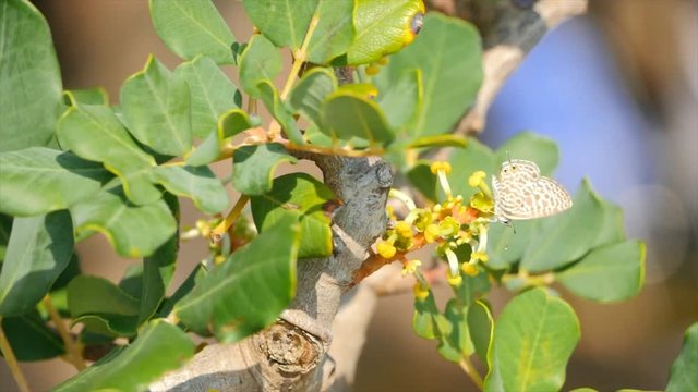 A carob tree in blossom