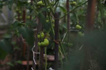 Green tomatoes