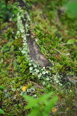 Old root of the tree