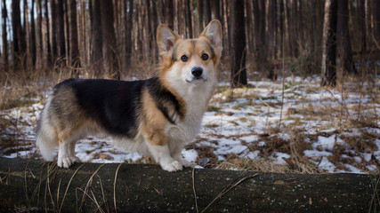Dog Welsh Corgi Pembroke on a walk in a beautiful winter forest.
