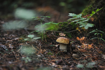 Boletus