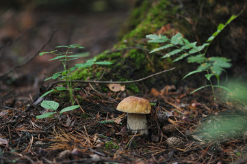 Boletus