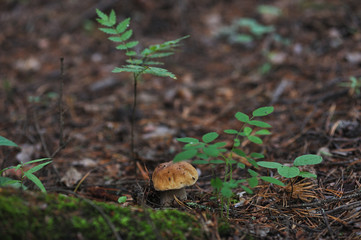 Boletus