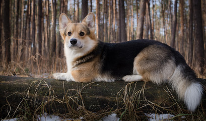 Dog Welsh Corgi Pembroke on a walk in a beautiful winter forest.